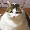 《胖貓傳說》當貓胖到一個程度就會像貓以外的生物？