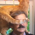 波蘭學者嚴肅受訪 寵物貓亂入磨蹭超搶鏡