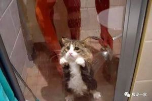 不是說貓怕水嗎，怎麼會有這麼喜歡玩水的貓？這些貓是水做的吧