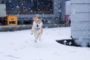 《柴犬與雪的攝影照片》雖然大雪很冷～但這畫面真的太美了～～～