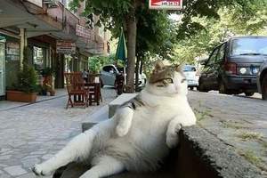《土耳其知名慵懶流浪貓過世》為了紀念這隻教人享受的喵星人立雕像