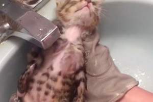 原本充滿威嚇但是《洗澡就變超安分的小貓》不說還以為是在洗一尊木雕欸ww