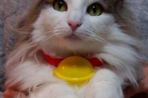 日本麥當勞《哆啦A夢的鈴鐺》貓主子戴起來太可愛啦 ❤