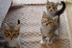 日本《人氣貓品種》大發表　最多人飼養的貓咪揪～竟是哪一種呢( Φ ω Φ )