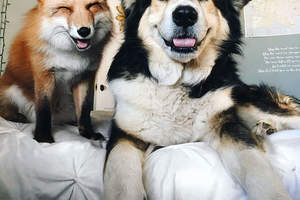 《愛上狗狗的微笑狐狸》跨越種族的兩小無猜好情誼