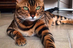 《最美孟加拉貓》讓貓奴拜倒在牠的濃烈豹紋與翠綠眼珠之下