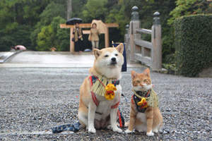 《柴犬與花貓》這麼噴鼻血的組合太犯規了