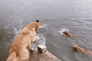 《游泳的黃金獵犬》各位觀眾～12隻黃金一起游～