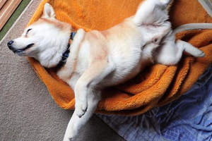 《狗狗睡姿看性格》你家的狗狗又是哪種睡姿呢？