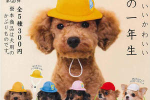 狗狗頭套轉蛋《狗狗一年級生》超懷念的小學帽讓狗狗戴上入學去♪