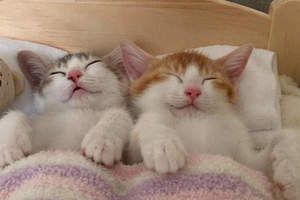 太溫馨《非要抱著一起睡覺的貓》怎麼可以治癒成這樣