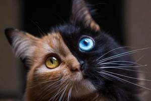 人氣火燙燙《雙色貓Quimera》很有可能擁有兩隻貓的DNA