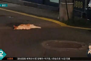 韓國小學生搶救《在路邊暈倒的貓》竟然..被邀請貓貓樂園一日遊