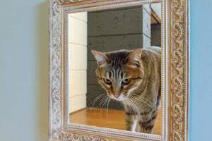 《走出畫框的貓》比視覺陷阱藝術更能欺騙你的雙眼(((^艸^)))