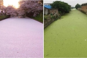 日本「櫻花河」成熱門景點，中國網民貼出「抹茶河」照片自嘲