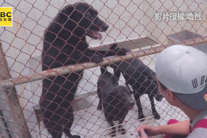 許牠一個家！動物之家一日志工 體驗後：震撼也難過