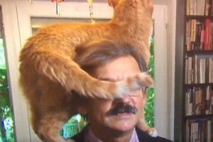 波蘭學者嚴肅受訪 寵物貓亂入磨蹭超搶鏡