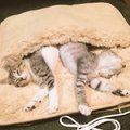 貓奴買了一套《暖腳袋》來抗寒，不料一開啟加熱裝置「兩隻霸道喵星人」居然。。。