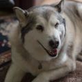雪橇犬被指控「咬路人」卻判無罪？法官：「牠那麼肥不可能咬人啦！」