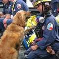 全台感動哭！搜救犬為了尋找生還者「腳都磨破流血」...牠們是災難現場的四腳英雄...!