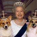 英國皇室為什麼有愛狗的傳統？曾有一隻狗感動了全世界