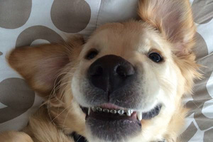 牙醫老爸幫牠裝上牙套，不料當【牙套狗】露齒一笑，竟讓網友們全都傾倒啦！