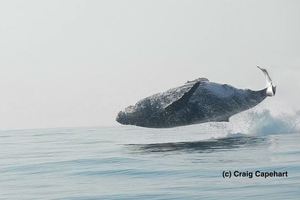 40噸座頭鯨「以為自己是海豚」躍出海面，接下來的畫面大家讚嘆得停不下來！