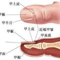 指甲沒有「月牙」，身體就不健康了？大部分人都不知道看這裡才有用！