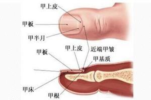 指甲沒有「月牙」，身體就不健康了？大部分人都不知道看這裡才有用！