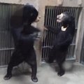 工讀生別裝了!!!!日本動物園兩隻黑熊「打架」引圍觀 反手就是一個過肩摔