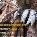 可以長得跟狗一樣大的蟹　居然被台灣人吃到變成保育類