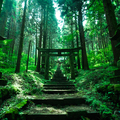 螢火之森的真實場景！《上色見熊野座神社》又美又可怕的森林秘境！