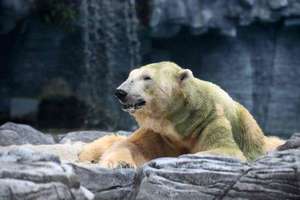 伊努卡永別了！　第一隻出生在熱帶的北極熊　動物園沒辦法只能讓牠永眠