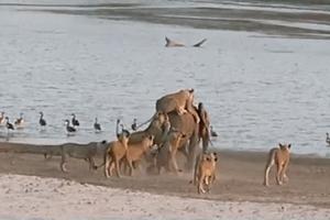  1歲小象眼看就要被14隻獅子吃掉　下一秒「牠突然暴衝」逆轉結局