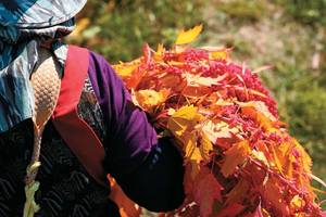 紅藜│首度被證實能防癌！還有這３種好處