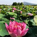 【賞花之旅】與繁花共舞，中社觀光花市美翻天！