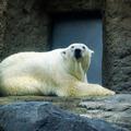 日本最北的動物園~旭川市旭山動物園(Asahiyama Zoo )；好玩又能近距離接觸動物們，真棒！