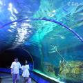 【韓國釜山】SEA LIFE釜山水族館，潛入神秘的海底世界！