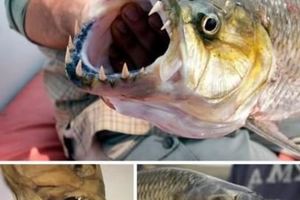 非洲超狂魔魚「32顆尖牙如吸血鬼」當飢餓時...就連鱷魚都不敢靠近！ 