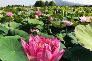 【賞花之旅】與繁花共舞，中社觀光花市美翻天！