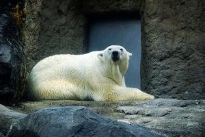 日本最北的動物園~旭川市旭山動物園(Asahiyama Zoo )；好玩又能近距離接觸動物們，真棒！