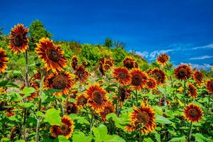 【賞花之旅】福壽山農場，巧克力色向日葵好吸睛！