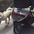 小哥在路邊撿到一隻流浪狗，和自己一起從成都步行，橫跨千里！