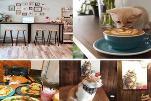 台北享受與貓兒的快樂時光～精選從北到南 Cat Café 貓奴咖啡廳！