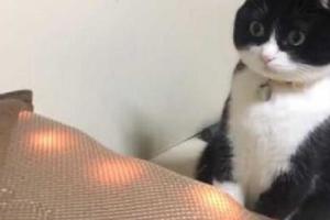 貓咪好奇的盯著主人新買的坐墊，當它坐上去的那一瞬間，表情亮了 