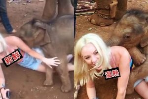 【國際】泰國小象專撲身材好的妹妹象鼻一伸「想喝女乃立刻有」網邪惡：這眼神有點不對勁…