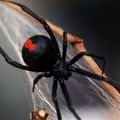 世界5大超毒蜘蛛！黑寡婦只排名第4