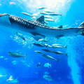 黑潮之海  沖繩美麗海水族館  洄游魚的動感世界