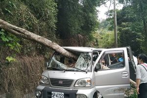 傾倒樹木直插駕駛坐　釣魚男當場死亡