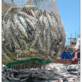 近海魚貨量，銳減到16萬頓，擬採總量管制